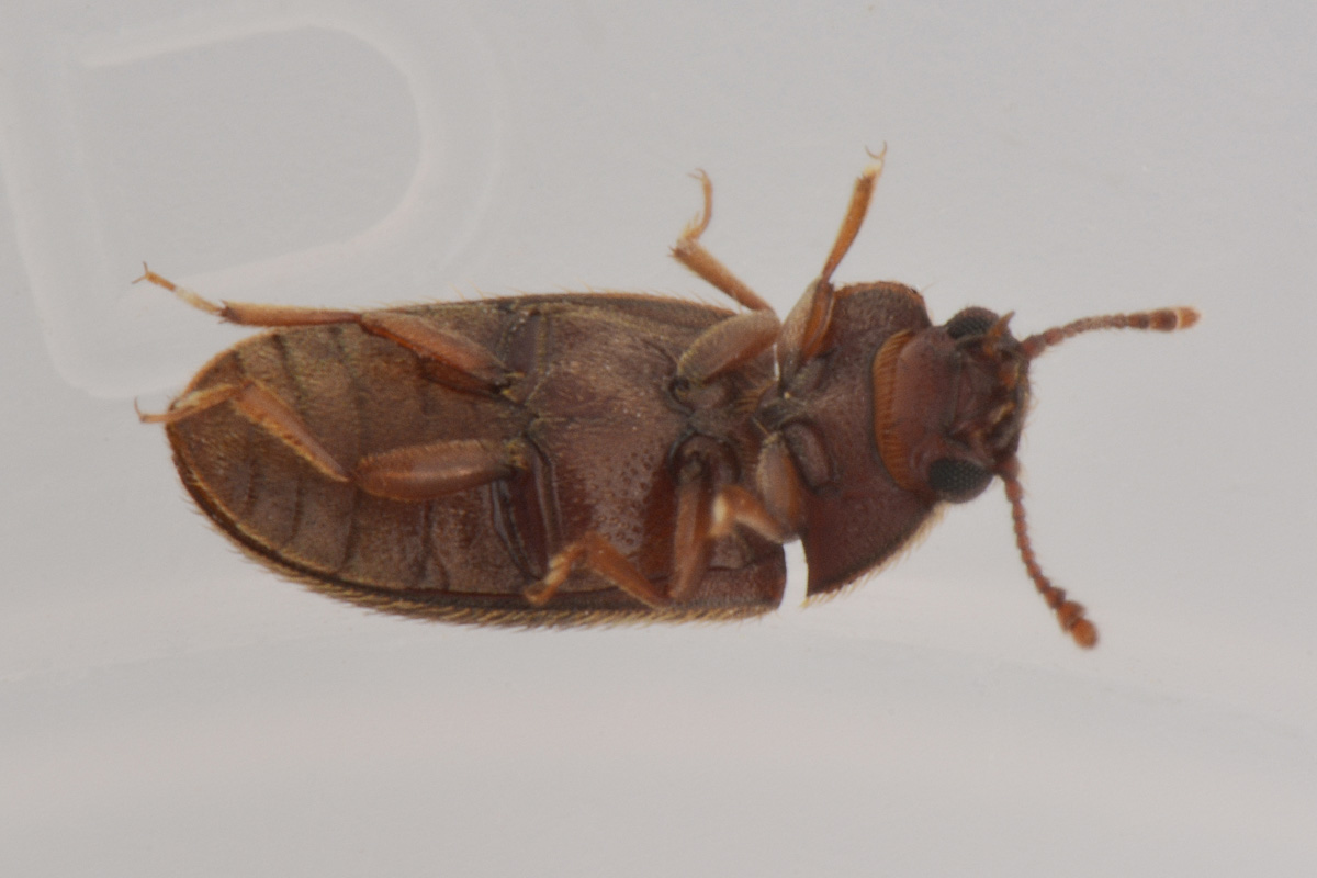 Biphyllidae: Diplocoelus sp?  S, Diplocoelus fagi